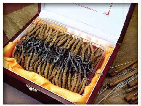 会山镇冬虫夏草回收